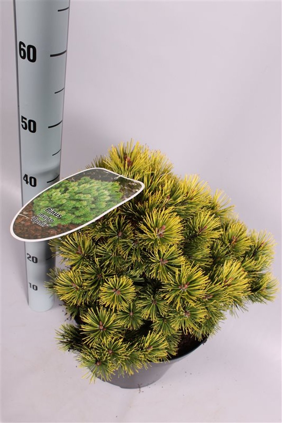 Pinus mugo 'Ophir' - C7,5 30-35 CM